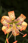 Panhandle lily